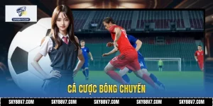 Cá Cược Bóng Chuyền